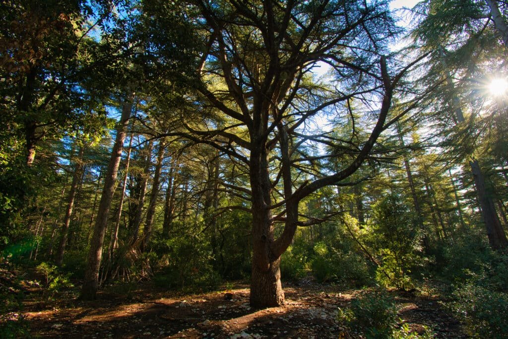 Cedar forest landscape in the Luberon