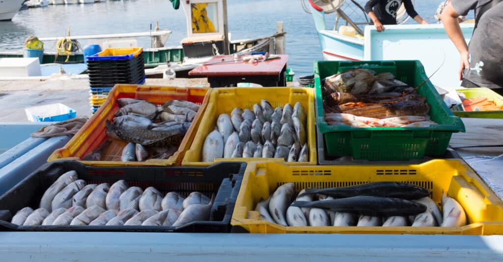 Provence fish market at the Old Port of Marseille