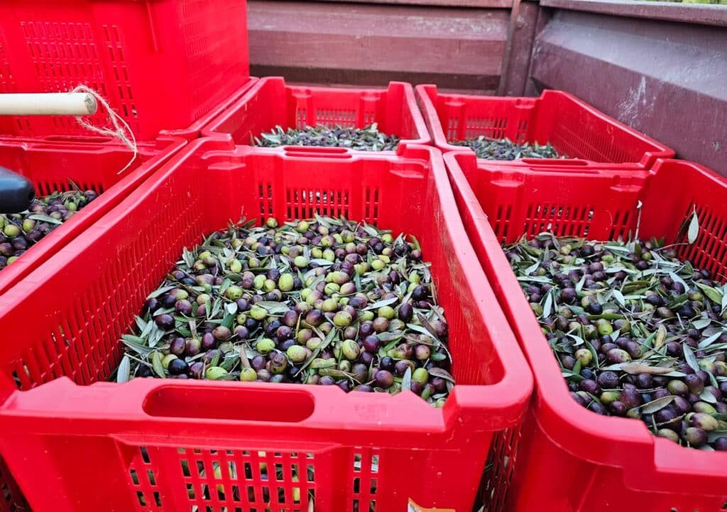 Olive harvest in Provence with freshly picked olives and traditional olive groves