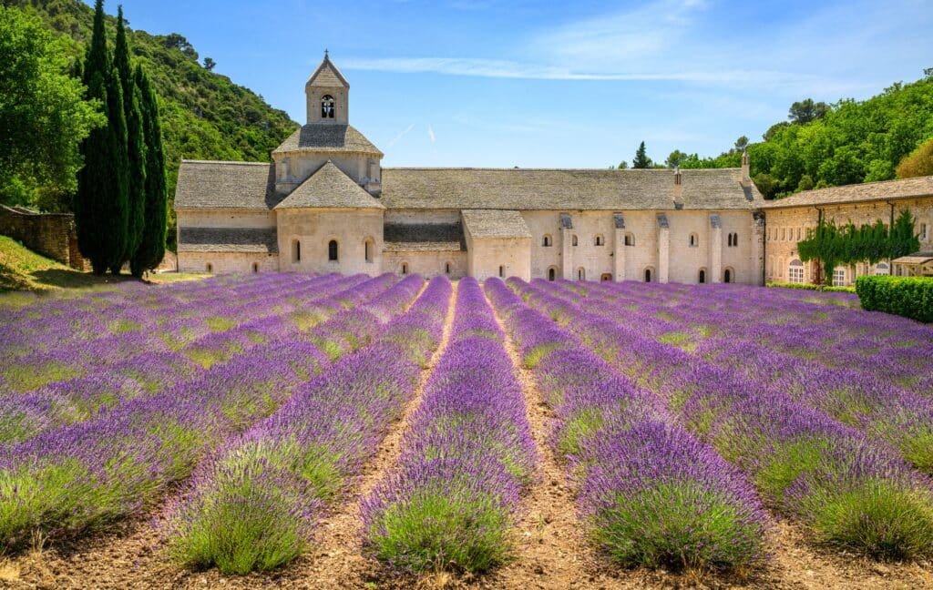 Lavender fields in Provence at sunset